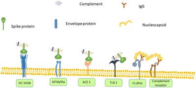 Targeting SARS-CoV-2-Platelet Interactions in COVID-19 and Vaccine-Related Thrombosis